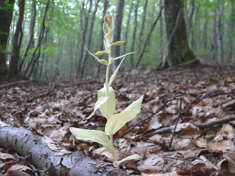 epipactis albina